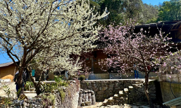 Spring flowers in Dong Van village.