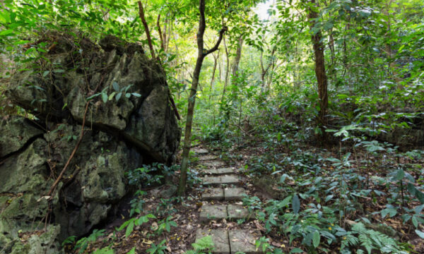 A trail through Cat Ba forest.