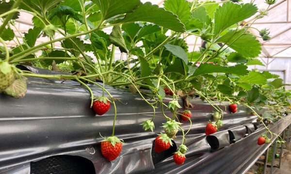 Strawberry garden in Ta Phin Village.