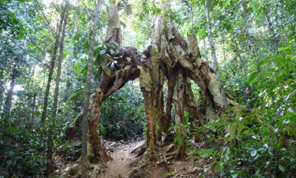 Banyan tree inside Cat ba National Park.