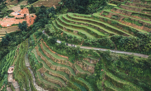 Terraced fields in Khuoi My Village.