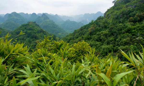 Green mountains in Cat Ba National Park.
