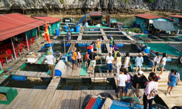 Fish farm in Cai Beo Fishing Village.