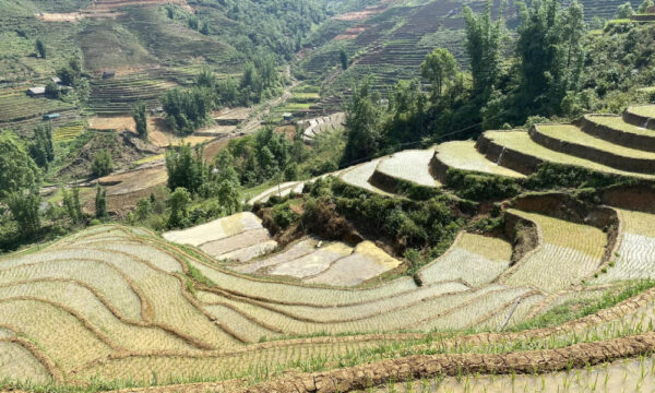 Water season on Ta Phin Village rice fields.