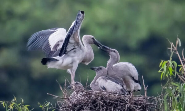 Wild birds in Thung Nham Eco-tourism Park.