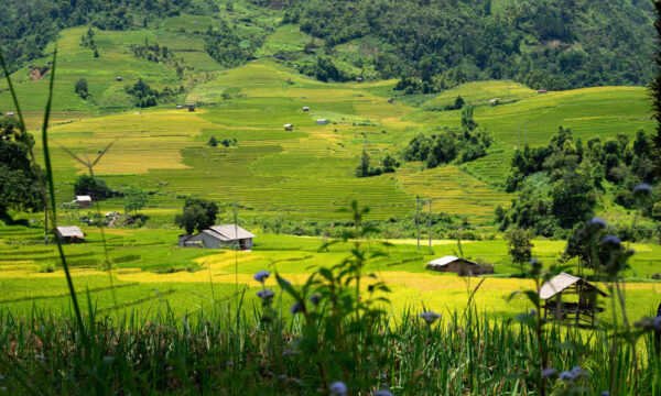 Wooden houses in Nam Cang Village.