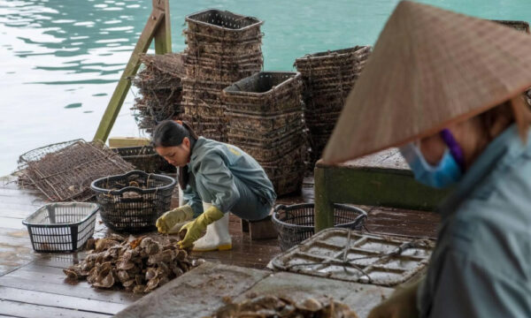 Pearl harvesting in Tung Sau Pearl Farm.