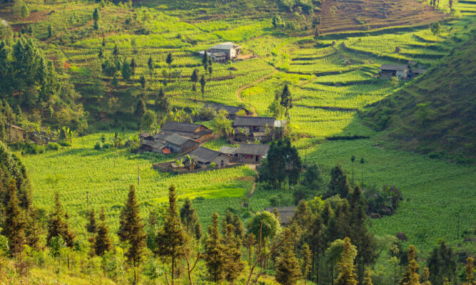 Pine forests in Yen Minh.