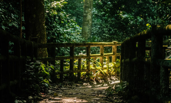 A corner inside Cuc Phuong National Park.