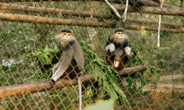 Monkey inside Cuc Phuong National Park.