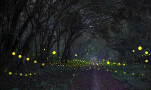 Fireflies tour of Cuc Phuong National Park.