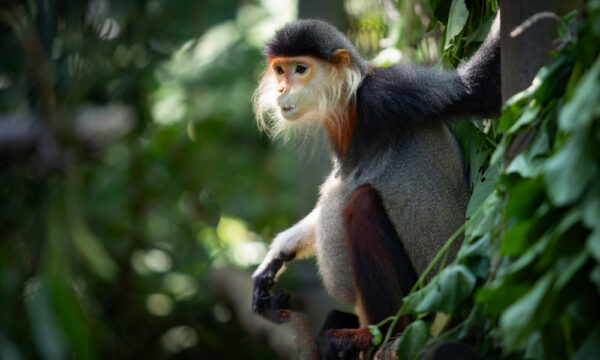 Monkey in Cuc Phuong National Park.
