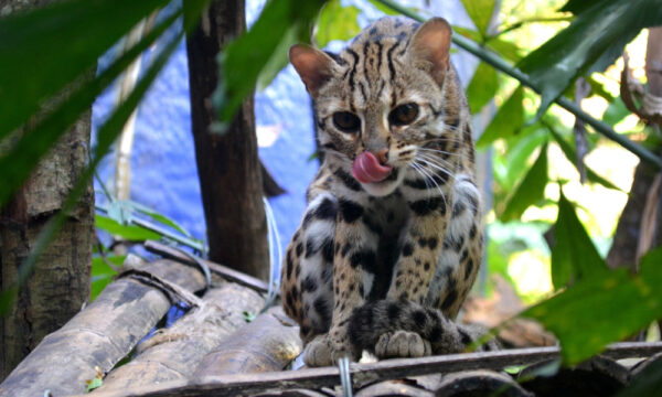 Panther in Cuc Phuong National Park.