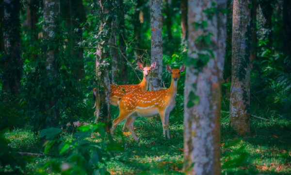 Dears inside Cuc Phuong National Park.